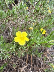 Hudsonia montana, photograph (c) Christian Cline, some rights reserved (CC BY)