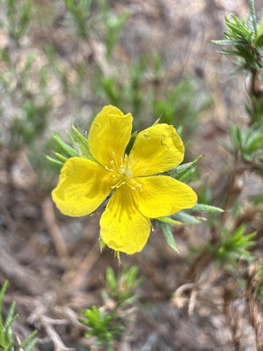 Hudsonia montana