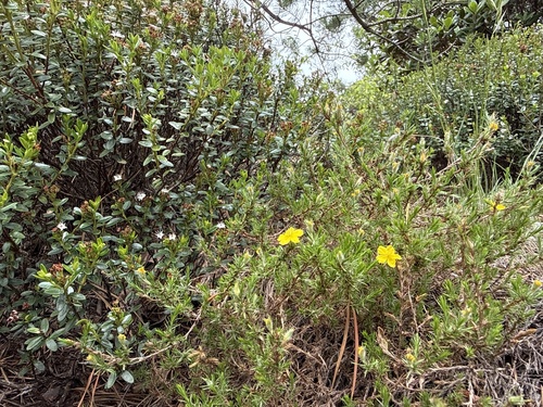 Hudsonia montana, photograph 4