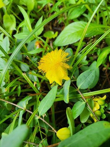 Hypericum frondosum, photograph 1
