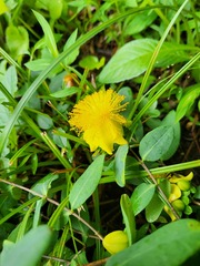 Curtis Burke, CC BY, iNaturalist via GBIF Hypericum frondosum, photograph Curtis Burke, CC BY, iNaturalist via GBIF