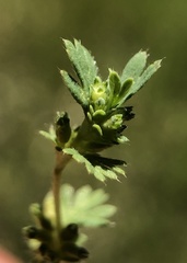 Alchemilla occidentalis