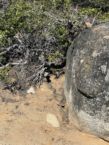 iNaturalist observation photo of Northern Pacific Rattlesnake