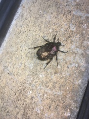 Protaetia pryeri pryeri