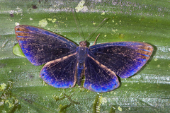 Metacharis regalis