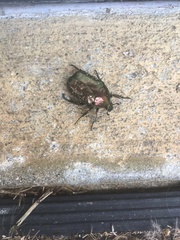 Protaetia pryeri pryeri