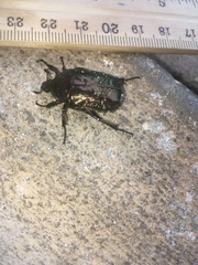 Protaetia pryeri pryeri