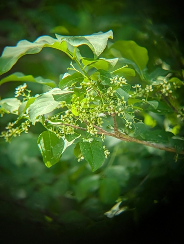 Euonymus hamiltonianus, photograph 5