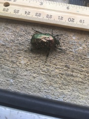 Protaetia pryeri pryeri