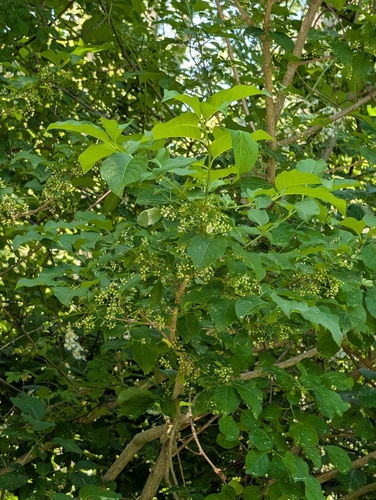 Euonymus hamiltonianus, photograph 6