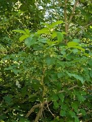 Euonymus hamiltonianus, photograph (c) Zac Peterson, some rights reserved (CC BY)