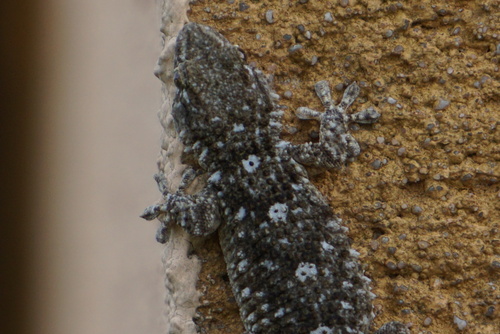 Moorish Gecko