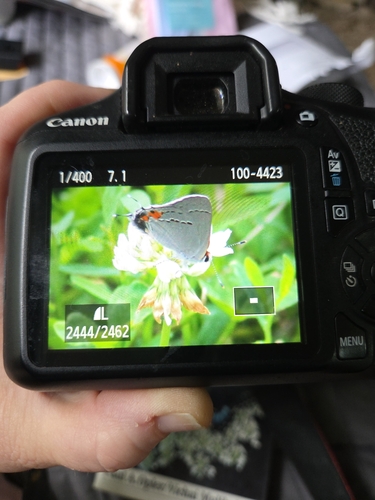 Gray Hairstreak