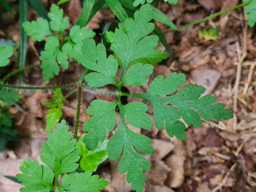 Herb Robert