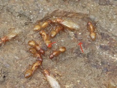 Myrmecophilus pergandei