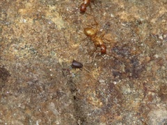 Myrmecophilus pergandei
