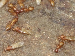 Myrmecophilus pergandei