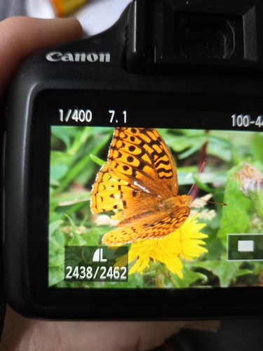 Great Spangled Fritillary