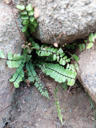 maidenhair spleenwort