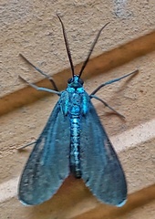 Uranophora