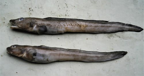 Black eelpout (Lycodes diapterus) — Zoarcidae