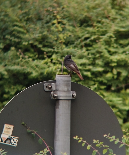 Black Redstart