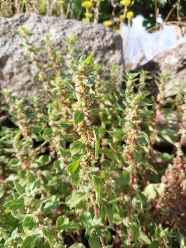 pellitory-of-the-wall
