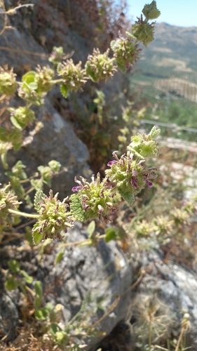 Pseudodictamnus hirsutus, photograph 4