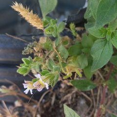 Chaenorhinum villosum, photograph (c) frangp, some rights reserved (CC BY)