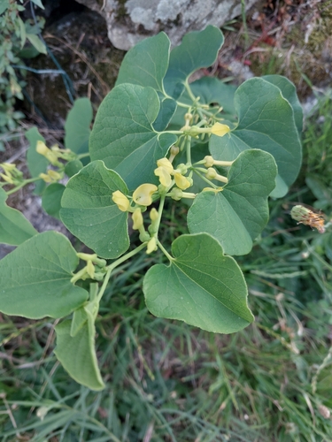 Birthwort