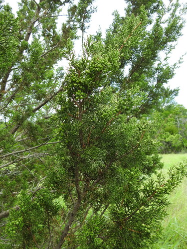 redberry juniper