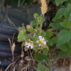 Chaenorhinum villosum, photograph (c) frangp, some rights reserved (CC BY)