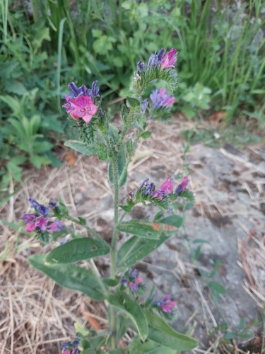viper's-bugloss