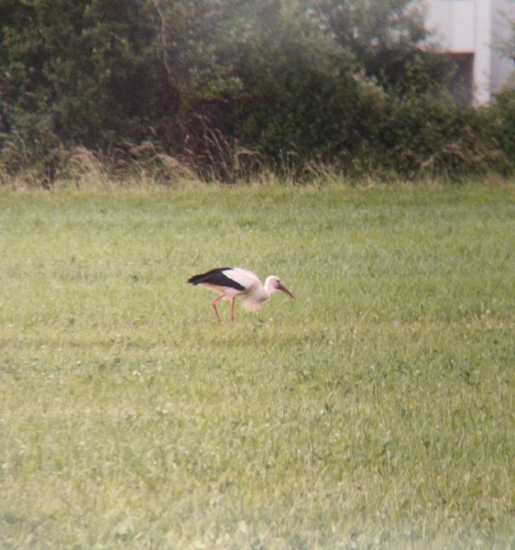 White Stork