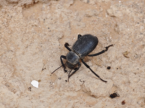 Trachyderma hispida