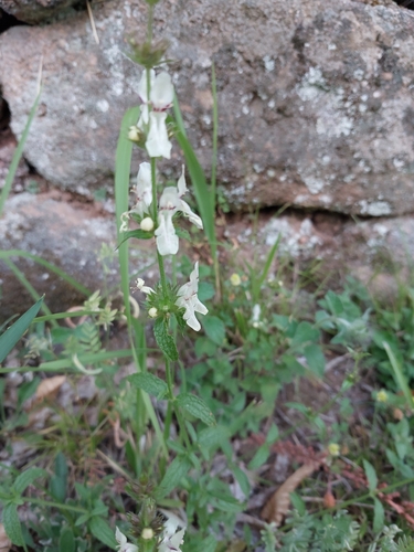 Perennial Yellow-woundwort