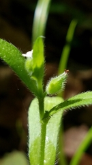 Myosotis verna
