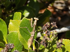 Stagmomantis limbata