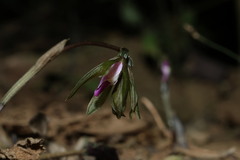 Nervilia plicata, photograph (c) 林正文, some rights reserved (CC BY)
