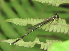Sinosticta ogatai