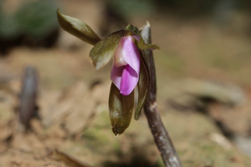 Nervilia plicata, photograph 2