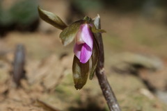 Nervilia plicata, photograph (c) 林正文, some rights reserved (CC BY)