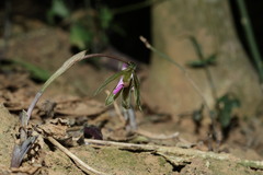 Nervilia plicata, photograph (c) 林正文, some rights reserved (CC BY)