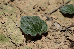 Nervilia plicata, photograph (c) 林正文, some rights reserved (CC BY)