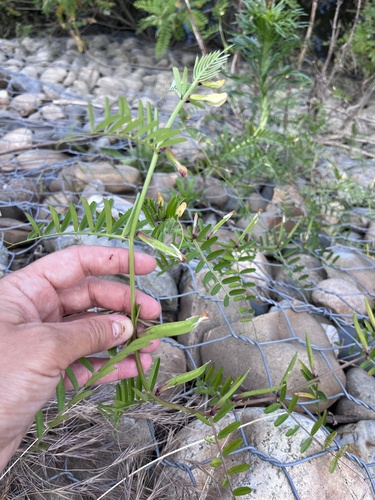 Vicia grandiflora, photograph 6