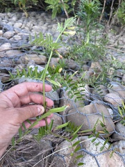 Vicia grandiflora, photograph (c) Наталья Пикалова, some rights reserved (CC BY)