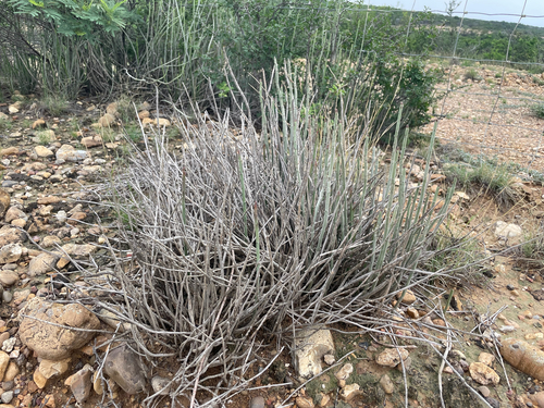 candelilla