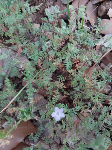 Lacy phacelia