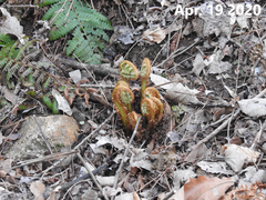 Dryopteris crassirhizoma