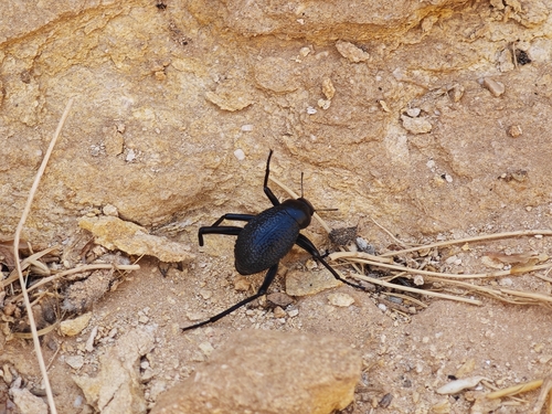 Adesmia biskreensis biskreensis
